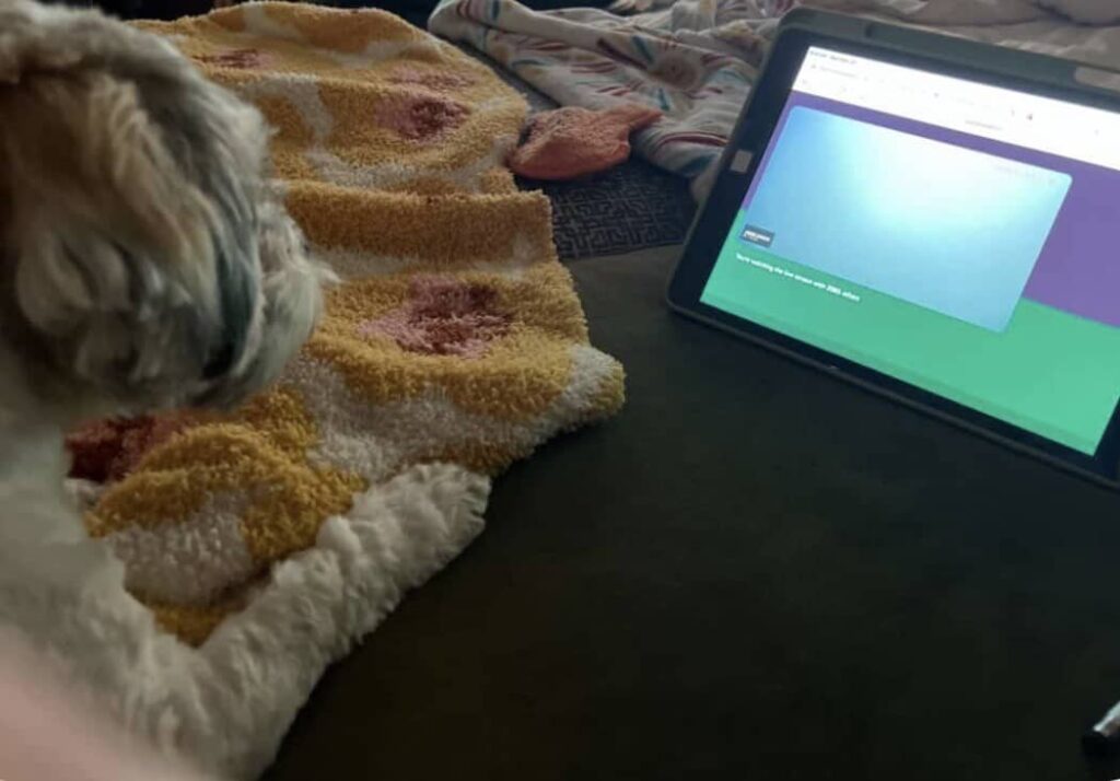 A dog watches the Fish Doorbell livestream on a tablet.