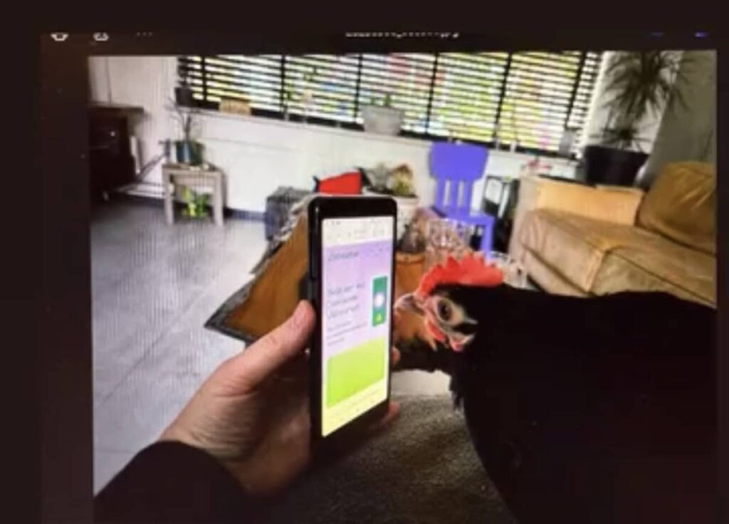 A chicken watches the Fish Doorbell on a mobile phone